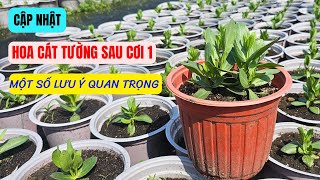 Hoa cát tường sau cơi và một số lưu ý quan trọng (Vụ tết 2025)