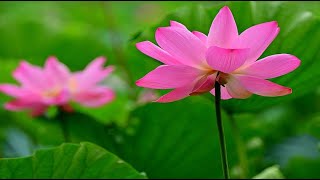 蓮の花が咲く大雲寺・4K