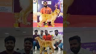 MADURAI CANINE CLUB DOG SHOW'23 🐕. #kennelclubofindia #madurai #dogshow #canine #canineclub #shorts