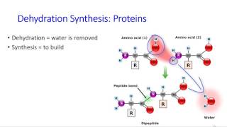 Monomers and  Polymers