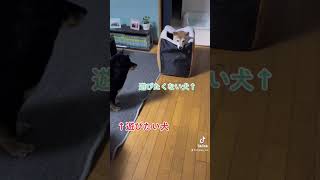 遊びたい柴犬と遊びたくない柴犬が可愛いすぎた😍　#shorts