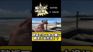 【カニ捕獲】週末海に行く方へ🦀 #beach #ビーチ #遊び #カニ