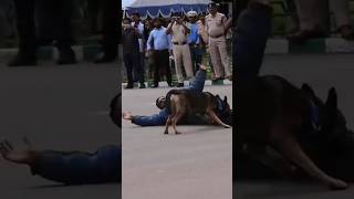 indian army dog special training 🔥🇮🇳#shorts #viral #army #trending