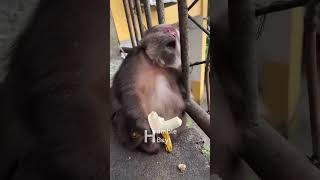 Cute XingXing Monkey from Tibet 😂😂 #viral #shorts #monkey #funny #funnyvideos