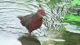 [4K] ヒクイナ（2）リュウキュウヒクイナ（鳴く） - Ruddy-breasted crake - Wild Bird - 野鳥 動画図鑑