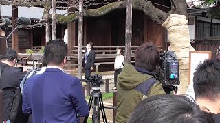 東京の桜の標準木　靖国神社の桜　2輪開花　 開花宣言出ず　2020年3月13日の午後に撮影