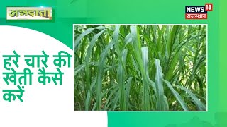 Annadata: Green Fodder farming । पशुओं के लिए हरे चारे वाली खेती पर जानिए जरूरी सलाह