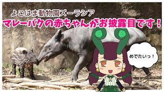 【ズーラシア】マレーバクの赤ちゃんがお披露目です！【めでたい】