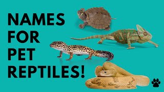 🐊 Names For Pet Reptiles 🦎 39 UNIQUE 🐍 CUTE Ideas | Reptiles Names