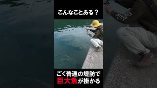 ごく普通の堤防でアジング中に「あり得ない魚」を釣ってしまった‼ #巨大魚 #大物 #青物