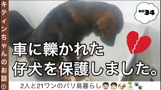 車に轢かれた仔犬を保護した話①〜病院へ〜【#34】#保護犬 #多頭飼い #バリ