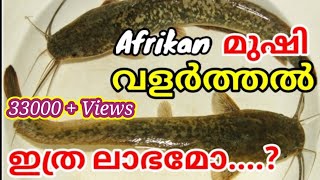 ആഫ്രിക്കൻവളർത്തുമീനുകൾ African Mushi(മുഷി) പെട്ടെന്നു ലാഭം കൊയ്യാം , Fish Tank Water Changing...