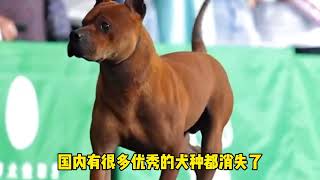 国产斗犬川东猎犬，面对田园犬发动进攻