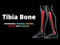 Tibia Bone- Introduction, Anatomy, Function, Injuries and Treatment.