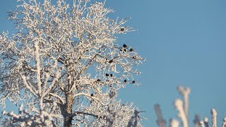 ОХОТА НА БОРОВУЮ ДИЧЬ В СИЛЬНЫЙ МОРОЗ. ОХОТА НА РЯБЧИКА и ТЕТЕРЕВА МЕЛКАШКОЙ С ПОДХОДА.