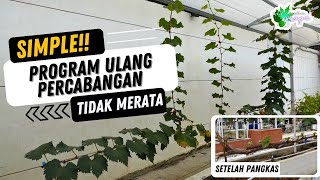 SIMPLE DAN MUDAH !!! PROGRAM ULANG PERCABANGAN YANG TIDAK MERATA