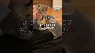 チンチラ部屋んぽに抱っこ子猫登場　メンチをきる兄＃chinchilla＃chinchilla＃shorts