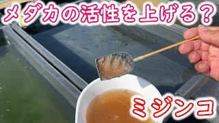 【めだか】ミジンコをうまく使ってメダカを育てる。メダカの活性を上げるためには？Ｂ型おやじ