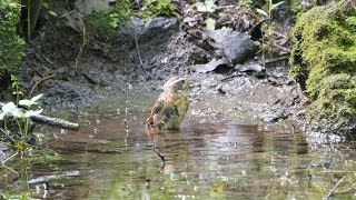 河口湖フィールドセンターのホオジロ（雌）の水浴び　その２（4K動画）