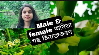 অমিতা গছ কেনেকৈ চিনাক্ত কৰিব।। male and female Carica papaya plant পাৰ্থক্য কি।।