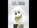 Bichon Model Dog Head Grooming Pet Groom Mr Jiang Model Dog from Cute Cutz Grooming.