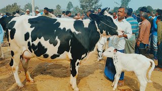 @আজ ৬ জানুয়ারি ২৫ | বাচ্চাসহ ফ্রিজিয়ান গাভী গরুর দাম | রানীগঞ্জ হাট | দিনাজপুর