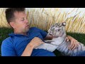 Дружба тигра и человека tiger friendship with human