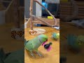 ワカケホンセイインコがカラスより強いですって！？ インコ セキセイインコ indianringneck