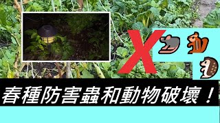 春種防害蟲和動物破壞：防动物搞破坏--Prevent Animals from Attacking Your Garnden