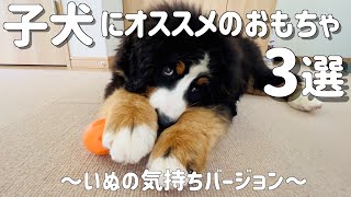 バーニーズマウンテンドッグの子犬  おすすめのおもちゃ3選