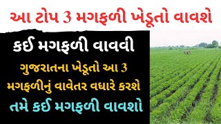 આ ટોપ 3 પ્રકારની મગફળી ખેડૂતો વાવશે | કઈ મગફળી વાવવી | મગફળીની ખેતી | મગફળી | Magfali 2023 | Magfali