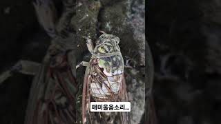 나무 위의 작은 가수: 매미의 여름 콘서트 / Tiny Singer on the Tree: A Cicada's Summer Concert