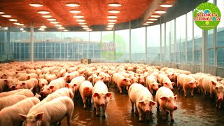 Amazing World's Biggest Single-Building Pig Farm 2024, Modern High-Tech Pig Farming 2024
