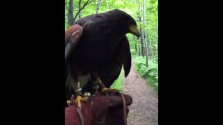 Falconry with a Harris Hawk in slow motion