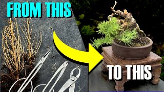 Creating A Tiny Twisty Larch Bonsai *EASY* 🌲