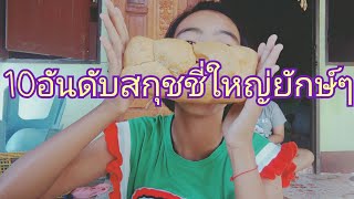 10อันดับสกุชชี่ใหญ่ยักษ์