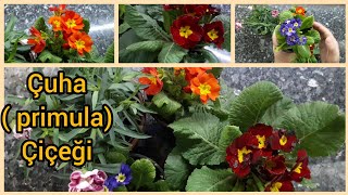 Çuha(primula) çicegi bakımı- yeni alınan çuha çiçeği bakımı- çuha çayı faydaları-çuha yağı faydaları