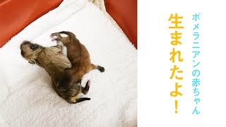 ポメラニアンの赤ちゃん生まれたて(2019/05/11)