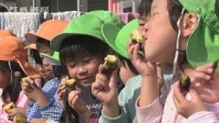 育てたサツマイモ味わう　常陸太田・すいふこども園