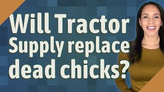 Will Tractor Supply replace dead chicks?