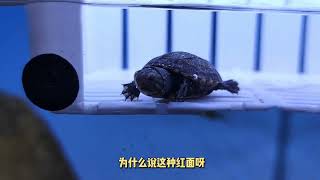 小小帅的养龟日记68#龟 #aquarium #aquariumaquascape