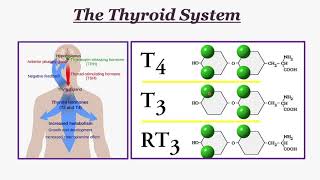 PHARM LECT Drugs to Treat Thyroid Disorders Staudinger