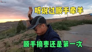 改装床车旅行，被素未相识的叔叔阿姨盯上啦，太好客，送了我好多甜枣【行者北大双】