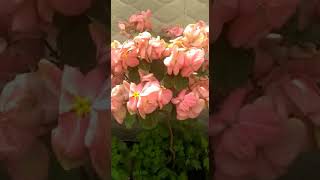 Beautiful Pink mussaenda plant overview