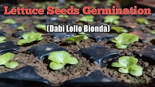 GERMINATING LETTUCE SEEDS -KRATKY(How to grow Dabi Lollo Bionda pelletized lettuce seeds?)