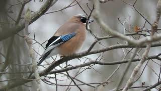 ◎ カケス Eurasian jay