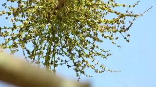 Indian Ash tree ( lannea coromandelica ) / Doka tree / Mohin tree .