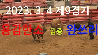 2023.03.04 청도소싸움경기장 제9경기 갑종 용감한소 / 완쓰리