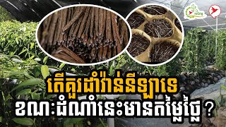 តើគួរដាំវ៉ាន់នីឡាទេ ខណៈដំណាំនេះមានតម្លៃថ្លៃ? | កម្មវិធី កសិកម្ម