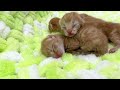 生まれたての子猫、誕生から2時間後